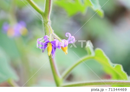 ツノナスの花 ツノナスの花 71344469
