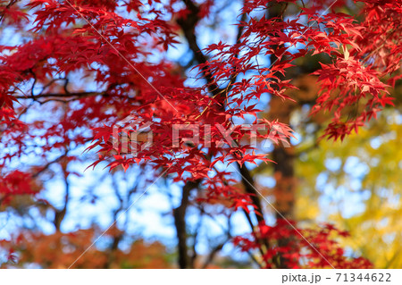 秋田県角館　秋の武家屋敷　紅葉　2020年 71344622