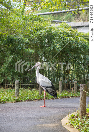 【多摩動物園の二ホンコウノトリ】 【多摩動物園の二ホンコウノトリ】 71344632
