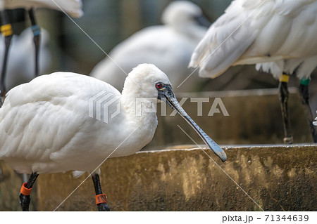 【多摩動物園のクロツラヘラサギ】 71344639