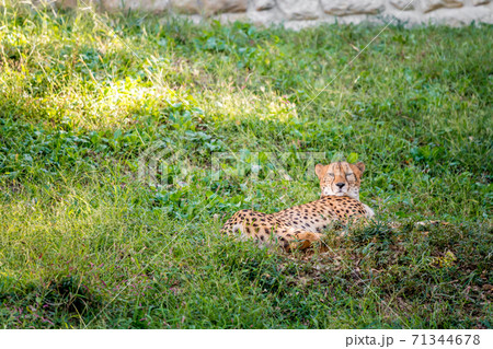 【多摩動物公園のチーター】 71344678