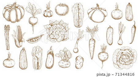 Farm veggies, greenery and vegetable vector sketch 71344816