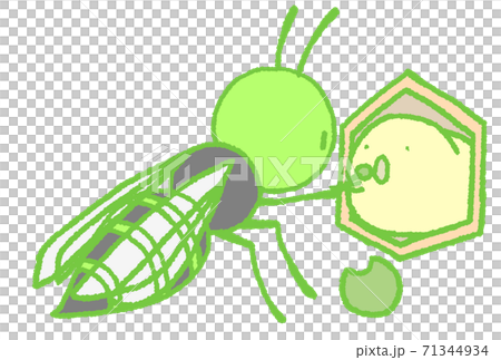 Wasp (green) that feeds larvae with rice 71344934