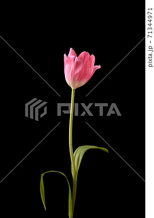 チュウリップ 71344971