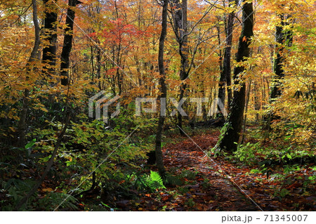 紅葉の桃洞渓谷 71345007