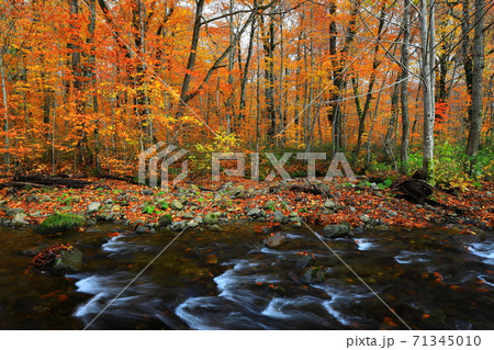 紅葉の桃洞渓谷 紅葉の桃洞渓谷 71345010