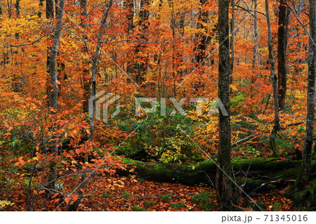 紅葉の桃洞渓谷 71345016