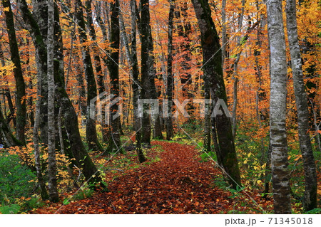 紅葉の桃洞渓谷 71345018