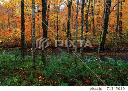 紅葉の桃洞渓谷 71345019