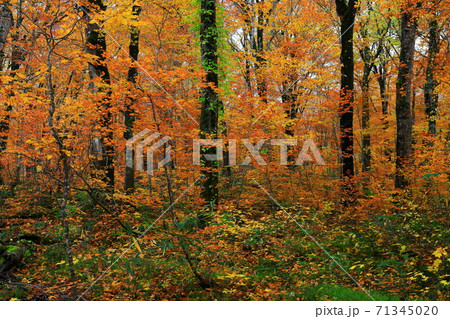 紅葉の桃洞渓谷 71345020