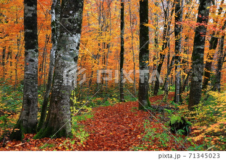 紅葉の桃洞渓谷 71345023