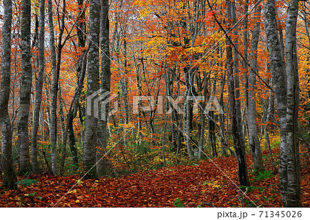 紅葉の桃洞渓谷 紅葉の桃洞渓谷 71345026