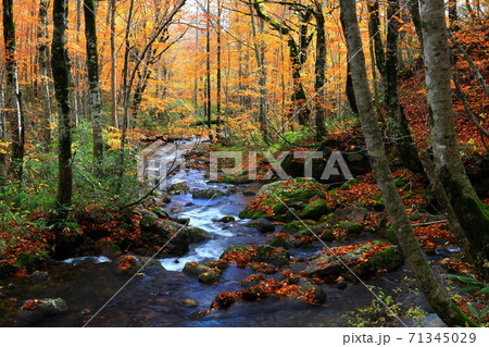 紅葉の桃洞渓谷 紅葉の桃洞渓谷 71345029