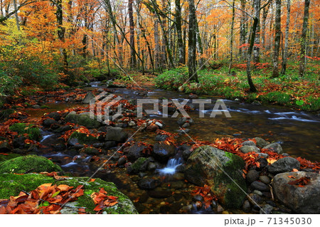 紅葉の桃洞渓谷 紅葉の桃洞渓谷 71345030