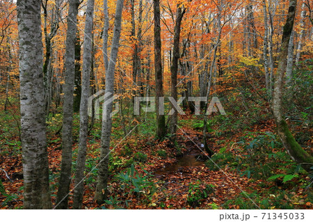 紅葉の桃洞渓谷 71345033