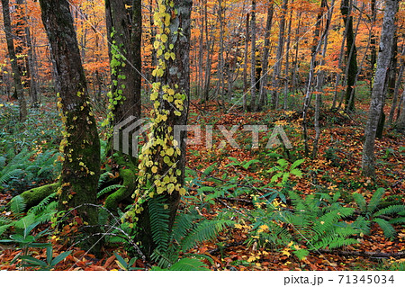 紅葉の桃洞渓谷 71345034