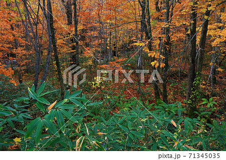 紅葉の桃洞渓谷 紅葉の桃洞渓谷 71345035