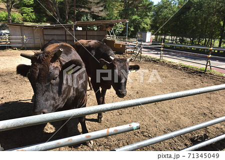 但馬牛　神戸六甲山牧場で飼育 71345049