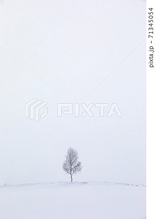 美瑛の雪原に木が一本 71345054