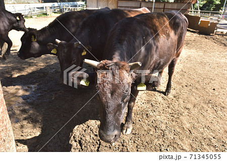 但馬牛　神戸六甲山牧場で飼育 71345055