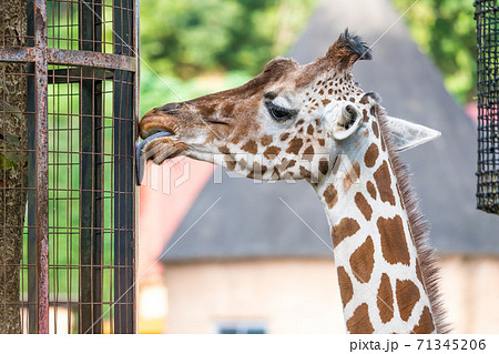 柵を舐める多摩動物公園のキリン の写真素材