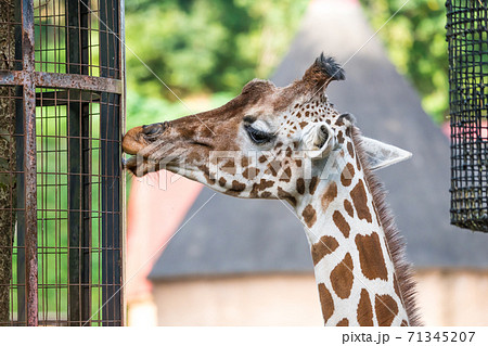 多摩動物公園のキリン の写真素材 多摩動物公園のキリン の写真素材