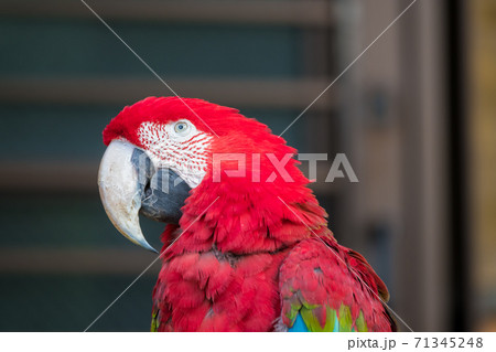 【色鮮やかな多摩動物公園のベニコンゴウインコ】 71345248
