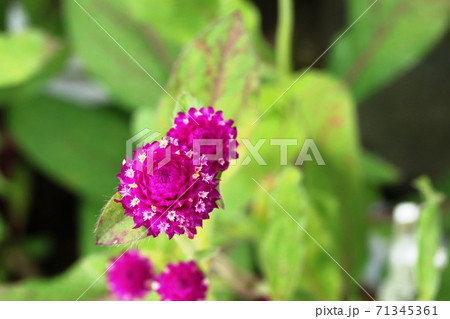 とても小さいセンニチコウ 千日紅 の花の写真素材