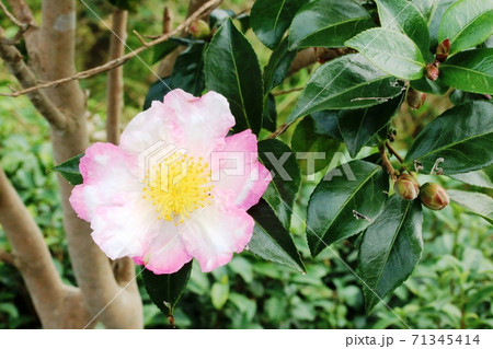 薄ピンク色のサザンカ 山茶花 咲き始めの写真素材