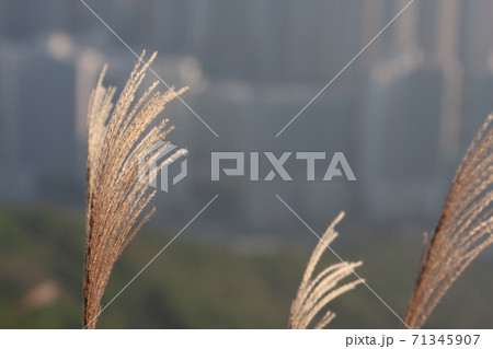 17 Nov 2007 a Field with a high Timothy grass. 71345907