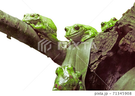 Three green frogs on a tree branch 71345908