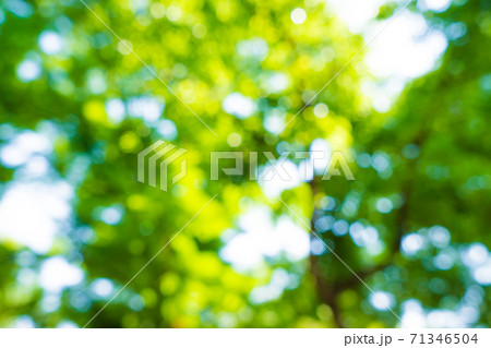Green tree leaf fresh foliage blurred background with bokeh Green tree leaf fresh foliage blurred background with bokeh 71346504