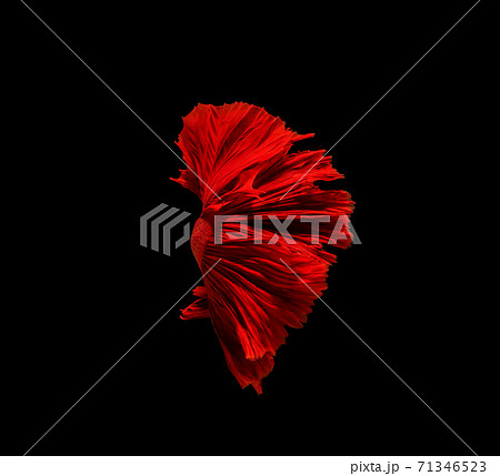Betta fish, siamese fighting fish, betta splendens isolated on black background 71346523
