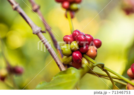 harvesting coffee berries by agriculture. Coffee beans ripening on the tree in North of Thailand harvesting coffee berries by agriculture. Coffee beans ripening on the tree in North of Thailand 71346753