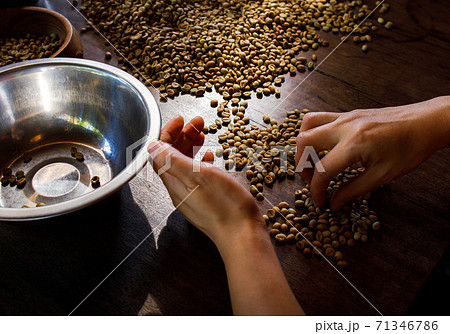 Fresh Arabica coffee berries . Organic coffee farm 71346786