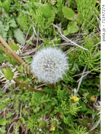花 セイヨウタンポポ綿毛 花 セイヨウタンポポ綿毛 71347274