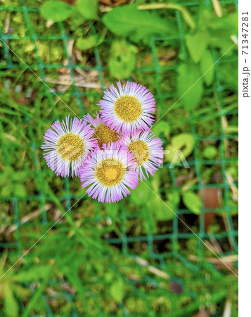 花 ハルジオン 春紫苑の写真素材