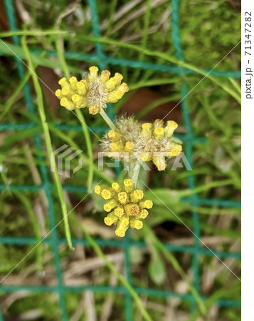 花 ハハコグサ 母子草 の写真素材