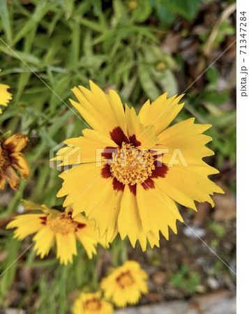 花 ホソバハルシャギク 花 ホソバハルシャギク 71347284