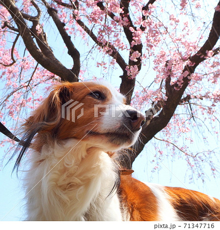 桜の下にわんこ 71347716