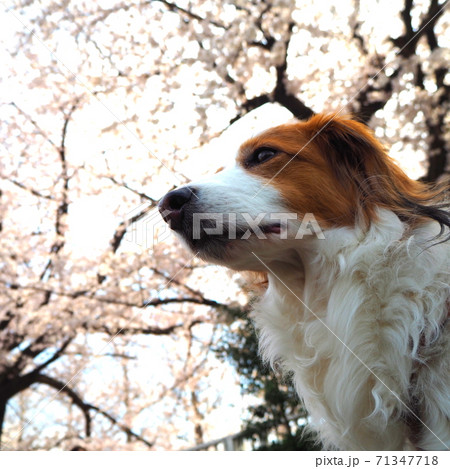満開の桜の木の下に犬 71347718
