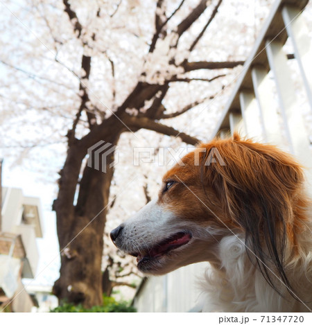 満開の桜　犬の横顔 71347720