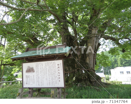 大阪府能勢町 野間の大けやき 大阪府能勢町 野間の大けやき 71347764