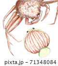 香箱蟹_D手描き_文字なし 香箱蟹_D手描き_文字なし 71348084