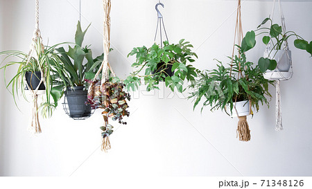 吊るし植物のハンギンググリーンがある室内の写真素材