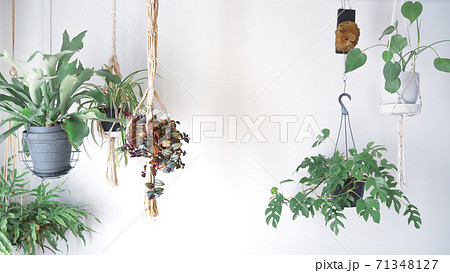 吊るし植物のハンギンググリーンがある室内の写真素材