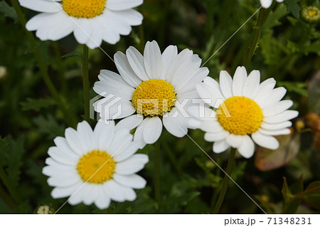 春の花畑 春の花畑 71348231