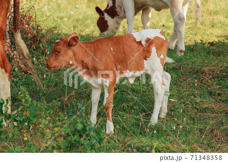 cow grazing on a green meadow. animals close up. Concept of meat products, agriculture, life in nature, organization for the protection of animals. Symbol of the new year 2021: bull cow grazing on a green meadow. animals close up. Concept of meat products, agriculture, life in nature, organization for the protection of animals. Symbol of the new year 2021: bull 71348358
