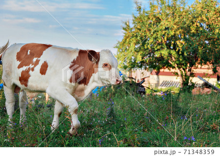 cow grazing on a green meadow. animals close up. Concept of meat products, agriculture, life in nature, organization for the protection of animals. Symbol of the new year 2021: bull cow grazing on a green meadow. animals close up. Concept of meat products, agriculture, life in nature, organization for the protection of animals. Symbol of the new year 2021: bull 71348359