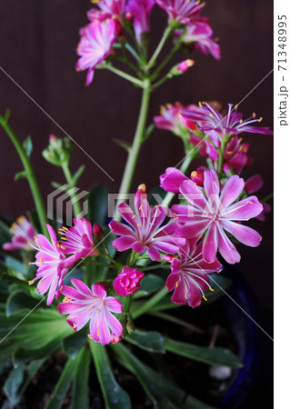 レウィシア レウィシア 71348995